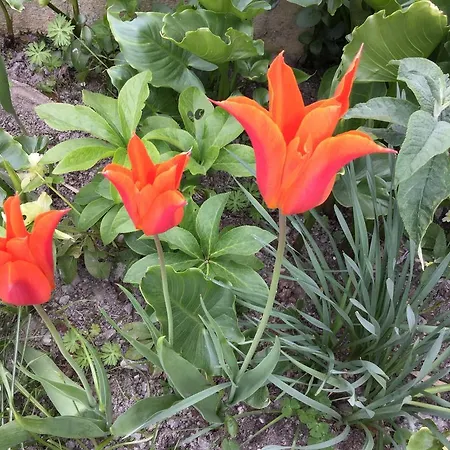 Bed and Breakfast Les Voiles Vertes 4*