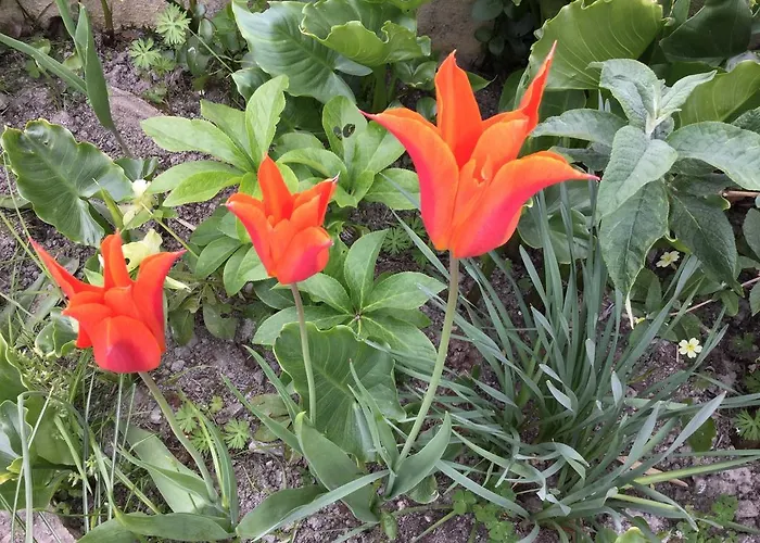 Bed and breakfast Les Voiles Vertes 4*